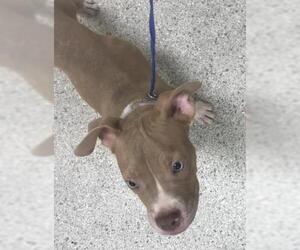 Bulldog-Unknown Mix Dogs for adoption in Conroe, TX, USA