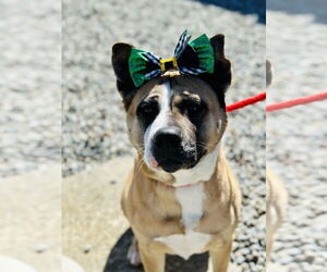 Akita-Unknown Mix Dogs for adoption in Jackson , NJ, USA