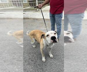 American Staffordshire Terrier-Unknown Mix Dogs for adoption in San Antonio, TX, USA