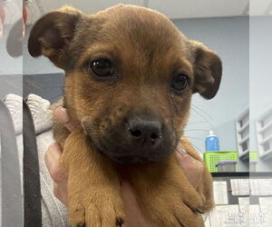 Labrador Retriever-Unknown Mix Dogs for adoption in Washington, DC, USA