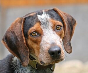Bluetick Coonhound Dogs for adoption in Boise, ID, USA