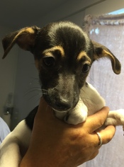 American Rat Pinscher Dogs for adoption in Blossvale, NY, USA