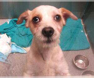 Parson Russell Terrier-Unknown Mix Dogs for adoption in Orange, CA, USA