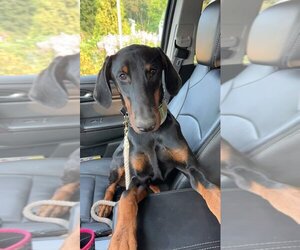 Doberman Pinscher Dogs for adoption in Sterling, MA, USA