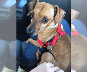Chiweenie Dogs for adoption in YARDLEY, PA, USA