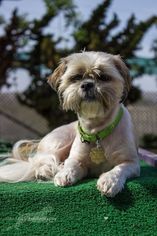 Shih Tzu Dogs for adoption in Seal Beach, CA, USA