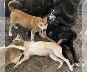 Unknown-pomeranian spitz Mix Dogs for adoption in Sanford, FL, USA