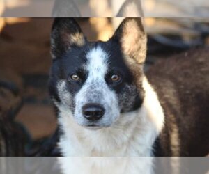Border Collie Dogs for adoption in Mooresville, NC, USA