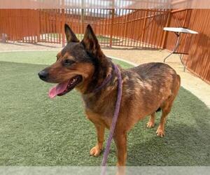 German Shepherd Dog-Unknown Mix Dogs for adoption in Las Vegas, NV, USA