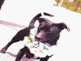 Dachshund Dogs for adoption in Fort Walton Beach, FL, USA