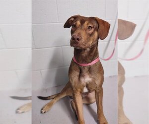 Shepradors Dogs for adoption in Augusta, GA, USA