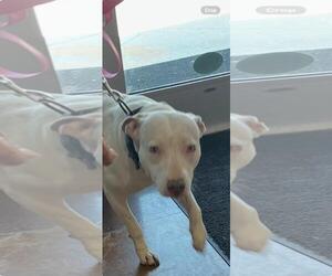 American Pit Bull Terrier-Unknown Mix Dogs for adoption in Texas City, TX, USA