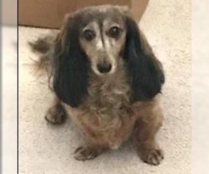 Dachshund Dogs for adoption in Dalzell, SC, USA