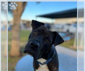 Staffordshire Bull Terrier Dogs for adoption in Sugar Land, TX, USA