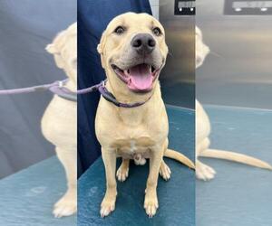 Labrador Retriever Dogs for adoption in Mobile, AL, USA