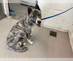 Akita-Unknown Mix Dogs for adoption in San Bernardino, CA, USA