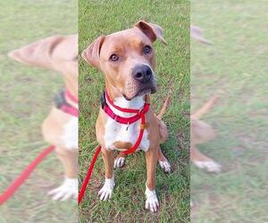 American Staffordshire Terrier Dogs for adoption in Fort Lauderdale, FL, USA