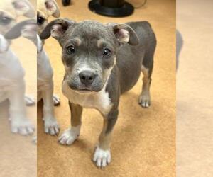 American Pit Bull Terrier-Unknown Mix Dogs for adoption in Martinez, CA, USA