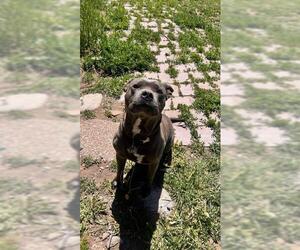 American Pit Bull Terrier Dogs for adoption in Chama, NM, USA