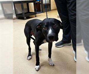 American Pit Bull Terrier Dogs for adoption in Ogden, UT, USA