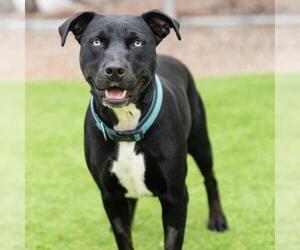 Mutt Dogs for adoption in Camarillo, CA, USA