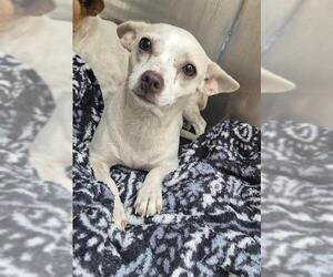 Chihuahua-Unknown Mix Dogs for adoption in San Antonio, TX, USA