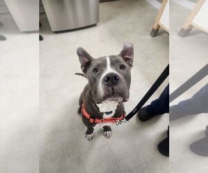 American Bulldog-Unknown Mix Dogs for adoption in Minneapolis, MN, USA