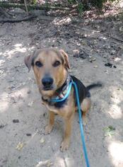 Labrador Retriever Dogs for adoption in Colleyville, TX, USA