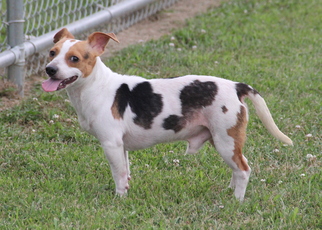 Jack Russell Terrier-Unknown Mix Dogs for adoption in Mount Carmel, IL, USA