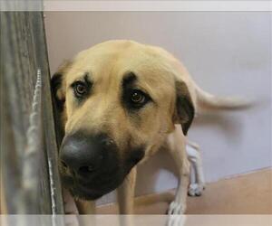 German Shepherd Dog Dogs for adoption in Martinez, CA, USA