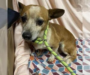 Chihuahua Dogs for adoption in Modesto, CA, USA