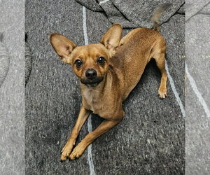 Chihuahua-Unknown Mix Dogs for adoption in El Centro, CA, USA