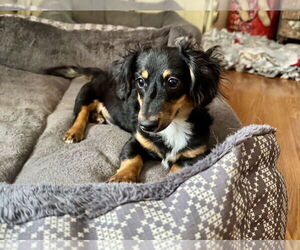 Dachshund Dogs for adoption in Sioux Falls, SD, USA