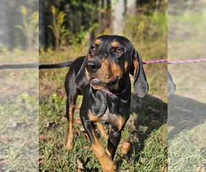 Black and Tan Coonhound Dogs for adoption in Royal Palm Beach, FL, USA