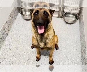 Mutt Dogs for adoption in Houston, TX, USA