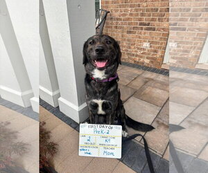Catahoula Leopard Dog-Labrador Retriever Mix Dogs for adoption in Gilberts, IL, USA