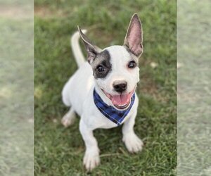 Rat-Cha Dogs for adoption in Phoenix, AZ, USA