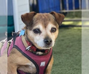 Mutt Dogs for adoption in San Pablo, CA, USA