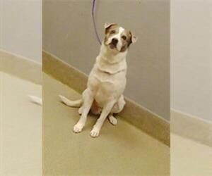 American Pit Bull Terrier-Unknown Mix Dogs for adoption in Las Vegas, NV, USA