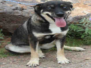 Medium Photo #1 German Shepherd Dog-Unknown Mix Puppy For Sale in Globe, AZ, USA