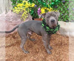 American Pit Bull Terrier-Unknown Mix Dogs for adoption in Oklahoma City, OK, USA
