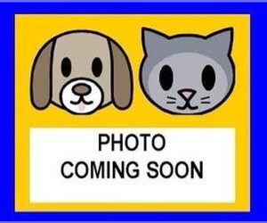 Shih Tzu Dogs for adoption in San Antonio, TX, USA