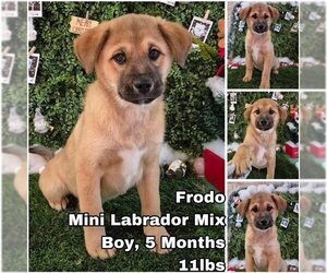 Labrador Retriever-Unknown Mix Dogs for adoption in Seattle, WA, USA