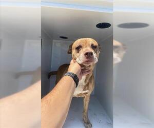 American Pit Bull Terrier-Unknown Mix Dogs for adoption in Houston, TX, USA