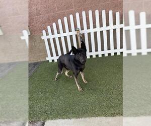 German Shepherd Dog Dogs for adoption in Modesto, CA, USA