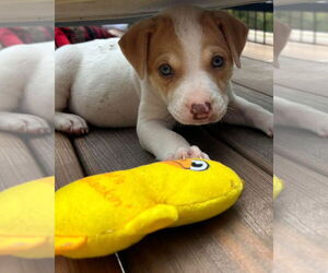 American Pit Bull Terrier-Unknown Mix Dogs for adoption in Hillsboro, MO, USA