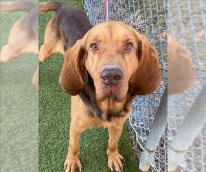 Bloodhound Dogs for adoption in Fayetteville, NC, USA