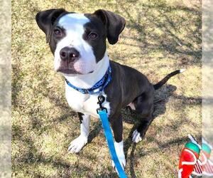 American Pit Bull Terrier Dogs for adoption in Minneapolis, MN, USA