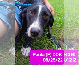 Mutt Dogs for adoption in Farmerville, LA, USA