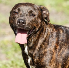 American Bulldog-Labrador Retriever Mix Dogs for adoption in Statesboro, GA, USA